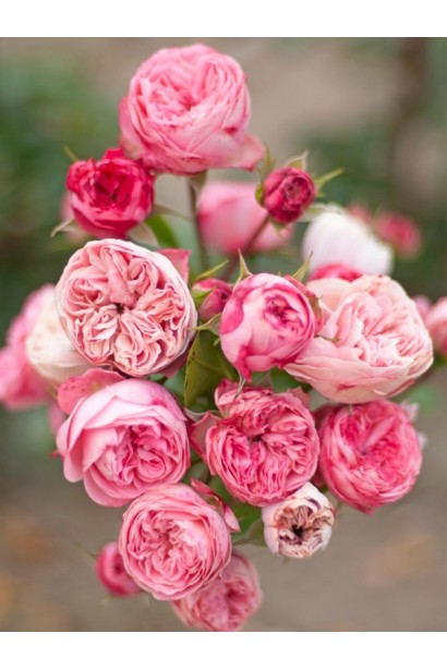 Деталі пелюсток троянди Playful Rokoko з хвилястими краями